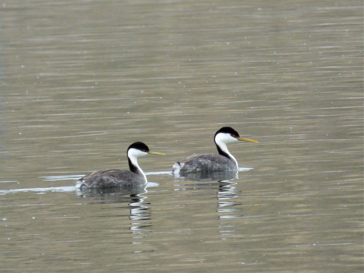 Western Grebe - ML438344731