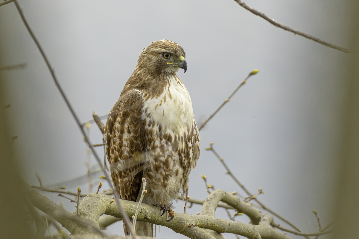 káně rudochvostá - ML438344981