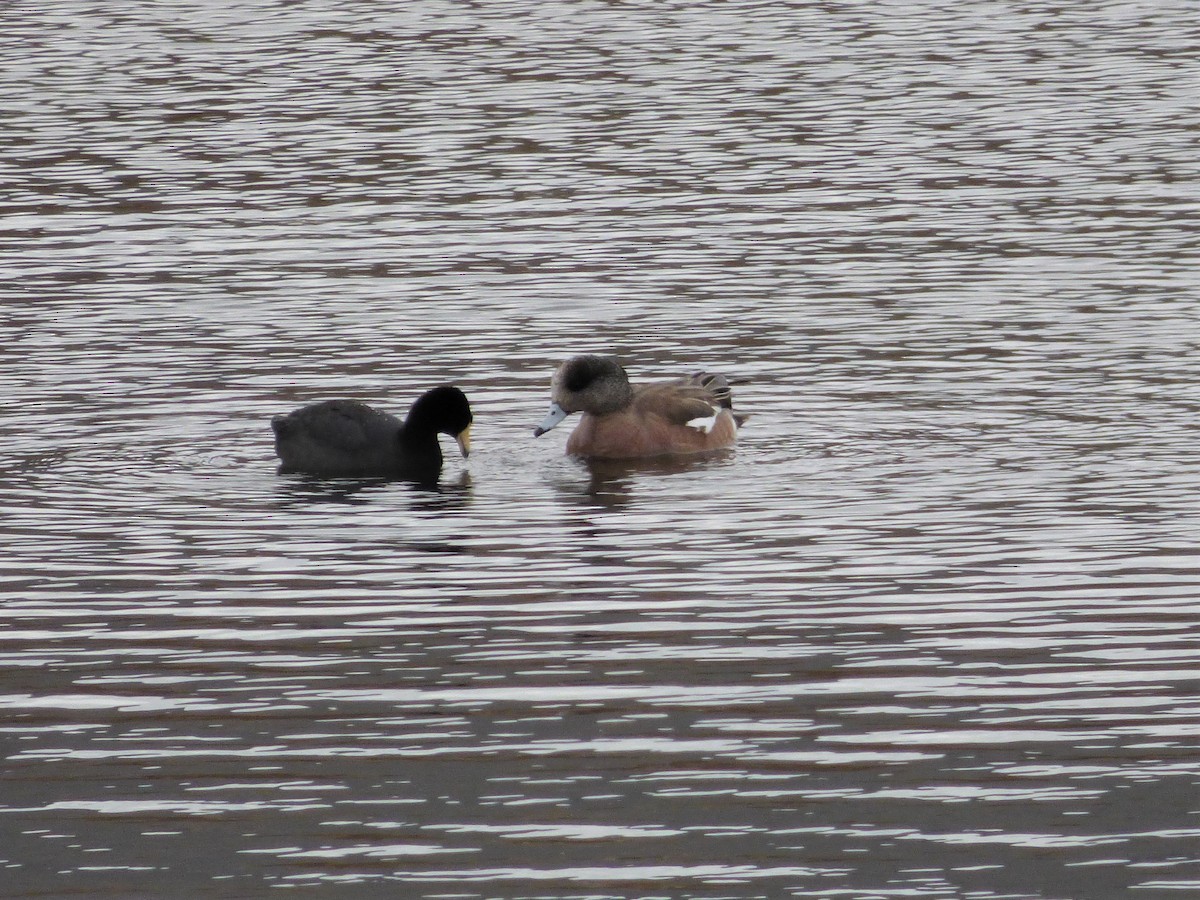 American Wigeon - ML438345181