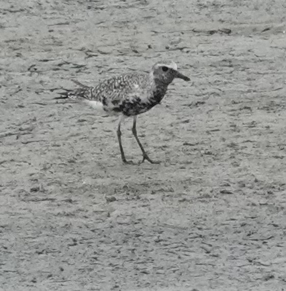 Black-bellied Plover - Robert Timberlake