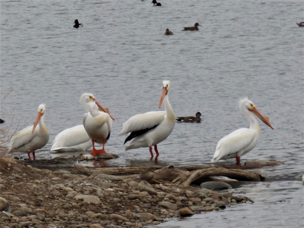 American White Pelican - ML438347481