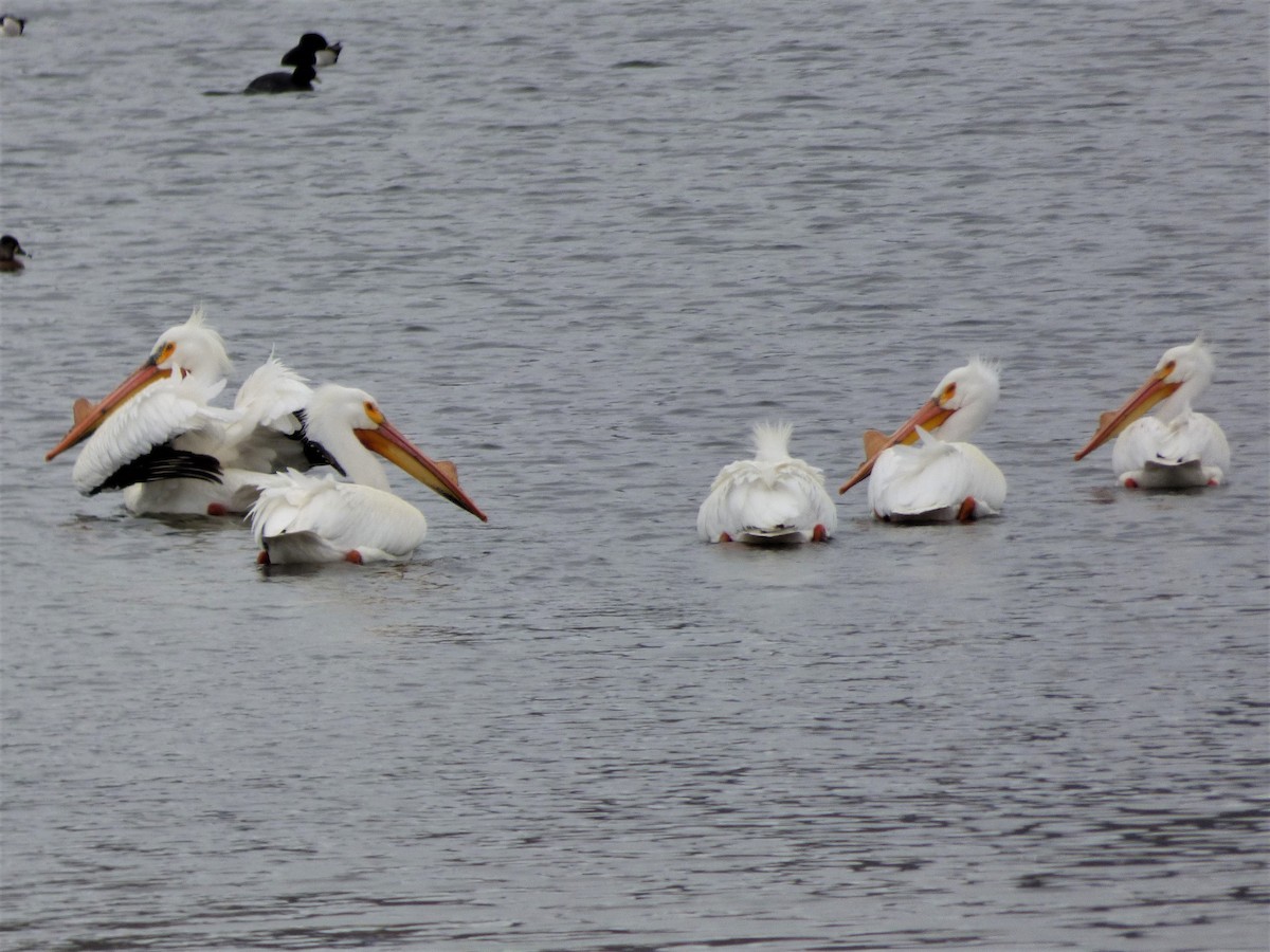 American White Pelican - ML438347521