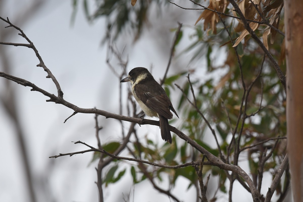 Gray Butcherbird - ML438349101