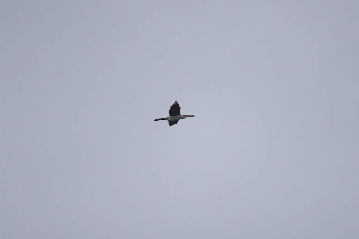 Australasian Darter - ML438349271