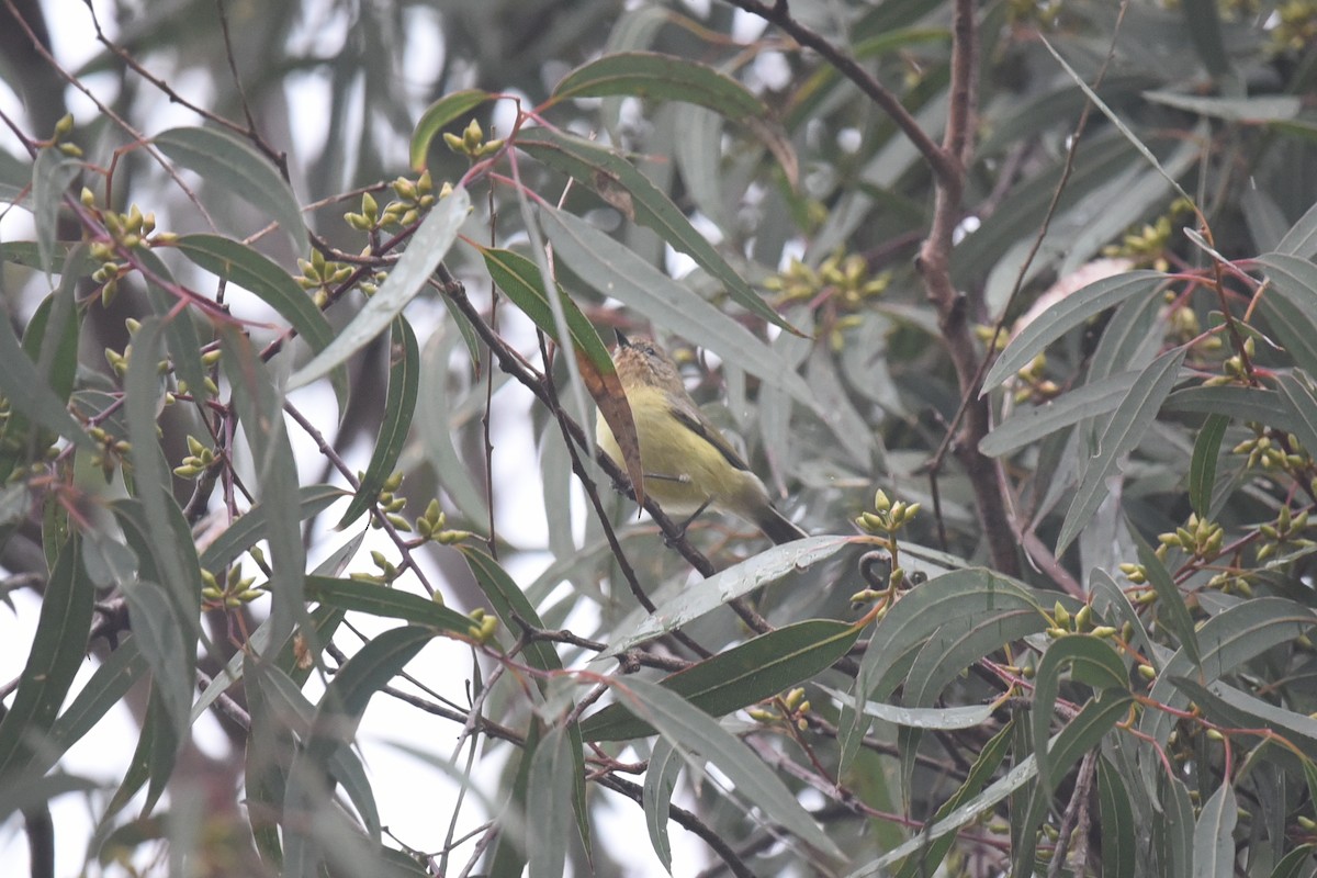 Yellow Thornbill - ML438349331