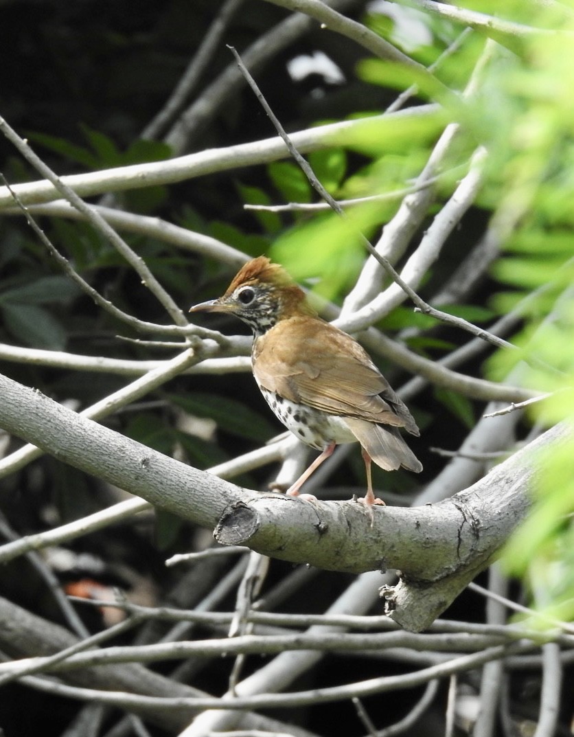 Wood Thrush - Erin Jones