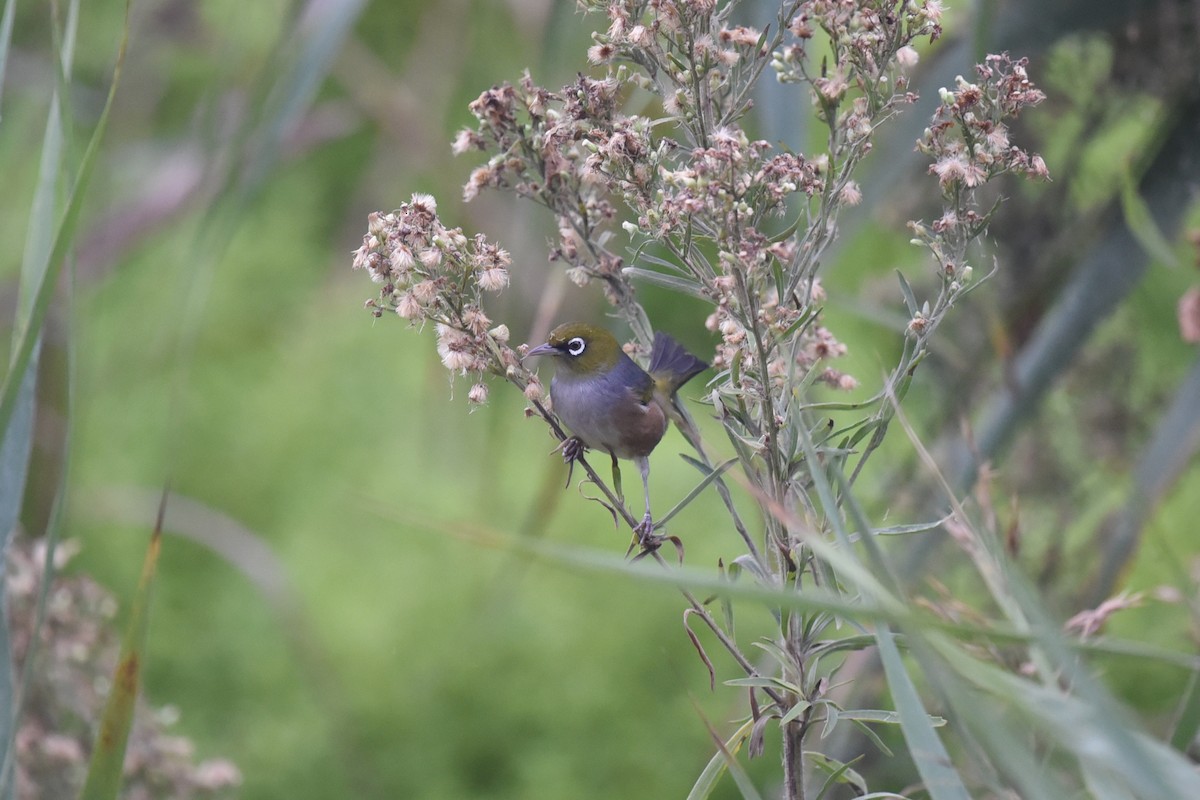 Silvereye - ML438350681