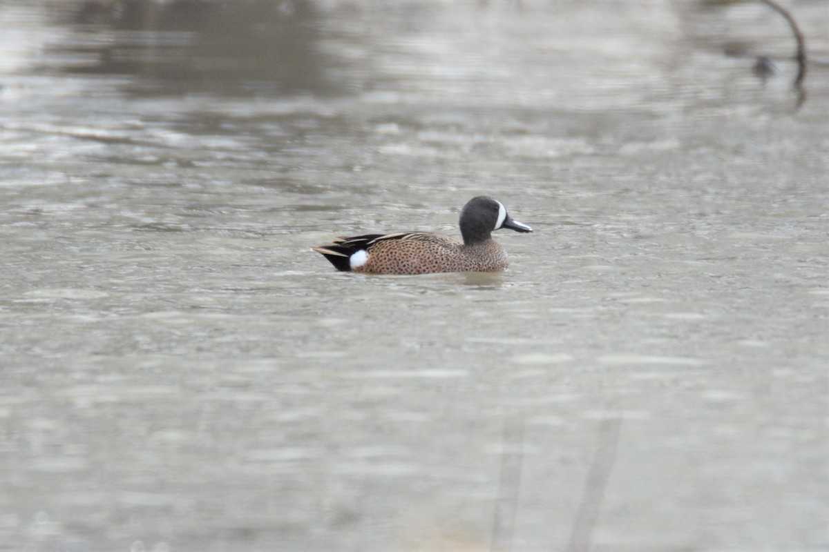 Blue-winged Teal - ML438351631