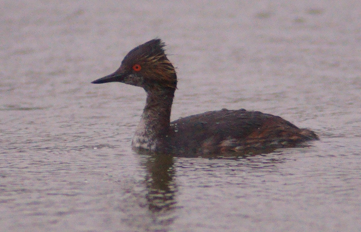 Eared Grebe - ML438353011