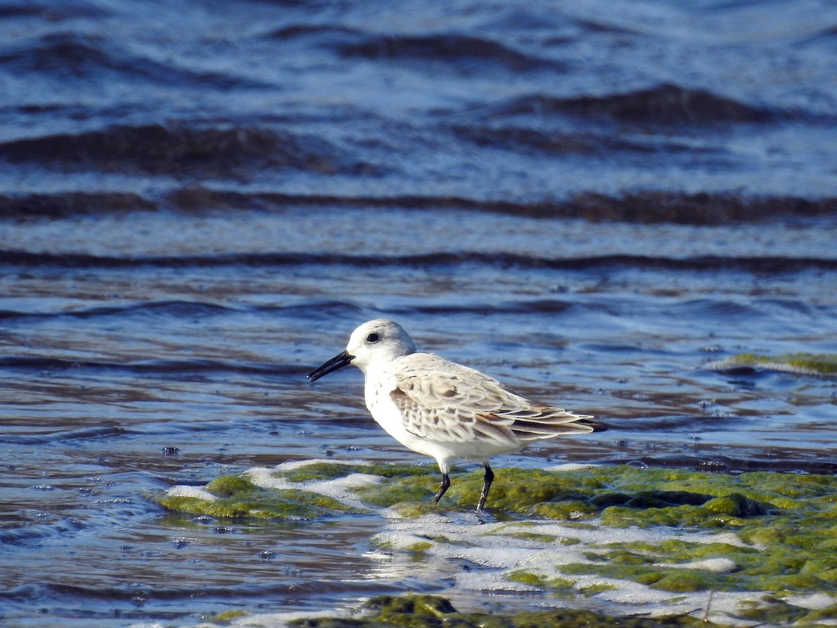 Sanderling - ML438353021