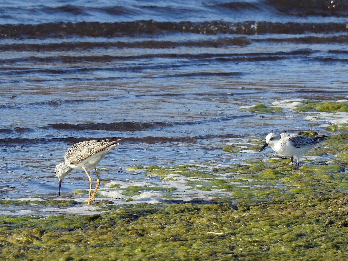 Sanderling - ML438353091