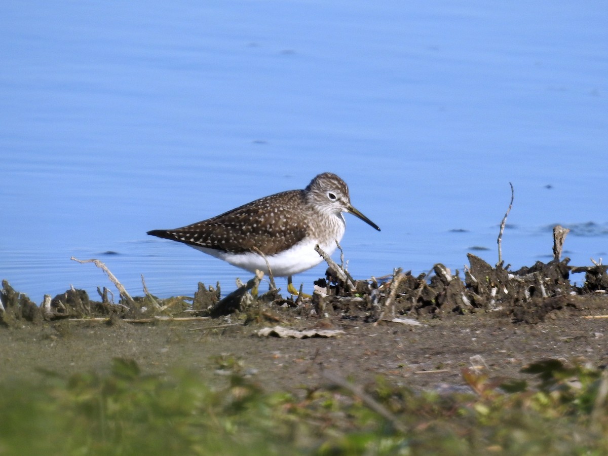 Solitary Sandpiper - ML438353191