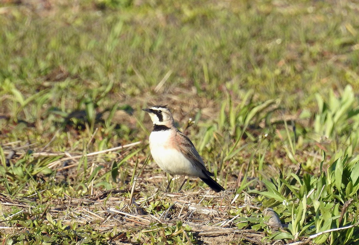Horned Lark - ML438353251