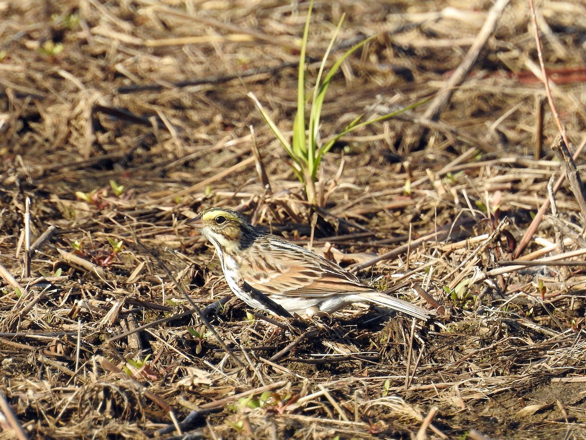 Savannah Sparrow - ML438353391