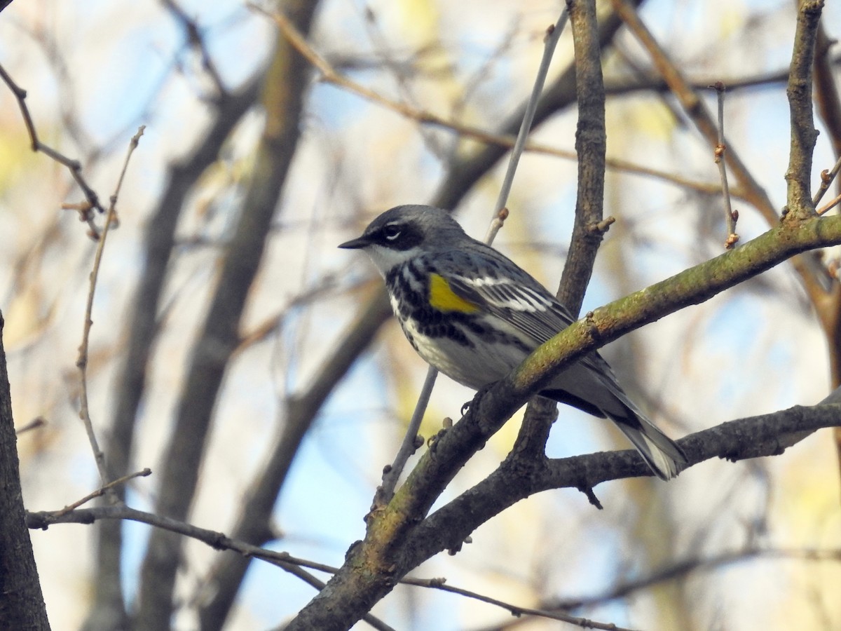 Yellow-rumped Warbler - ML438353411