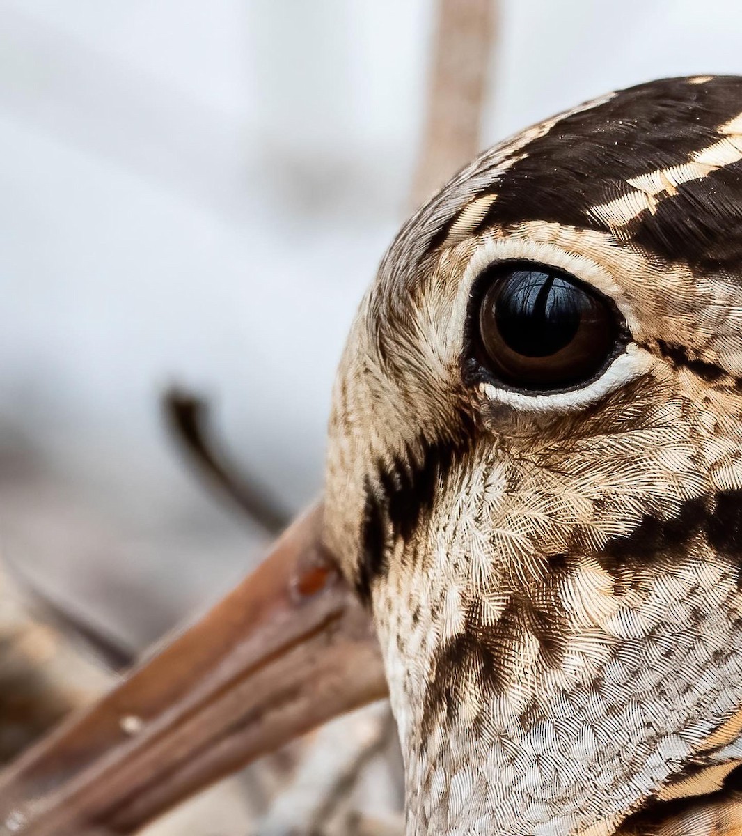 American Woodcock - ML438354181