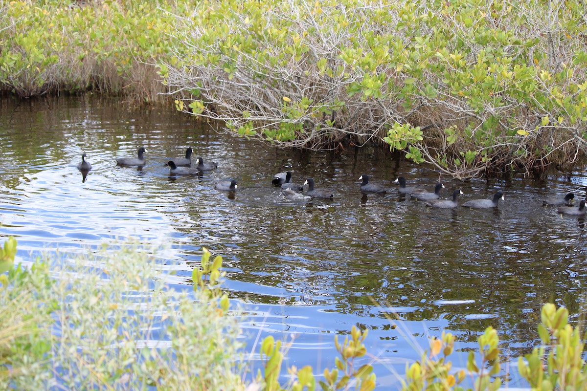 American Coot - ML43835461