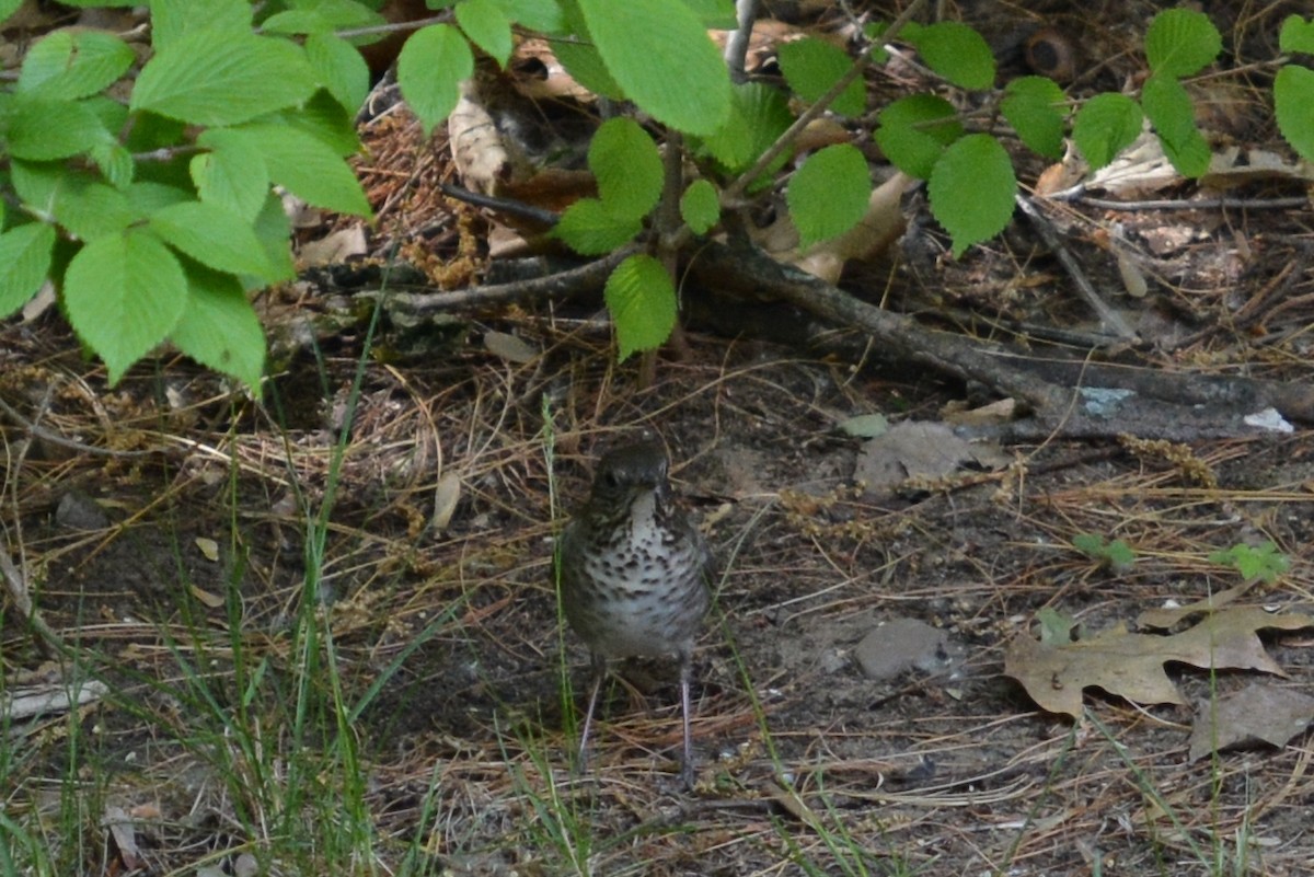 Gray-cheeked Thrush - ML43835471