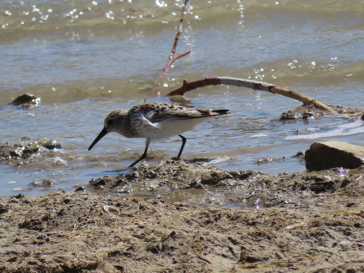 Western Sandpiper - douglas diekman