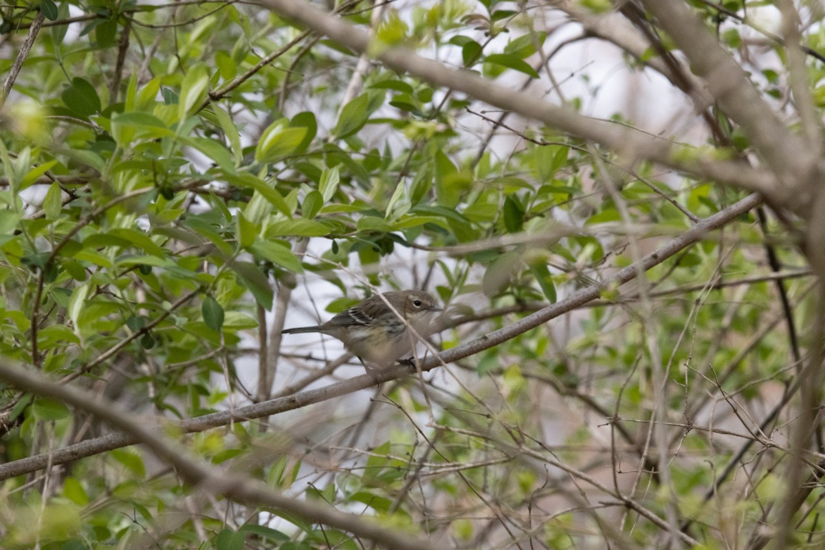 Ruby-crowned Kinglet - ML438355121