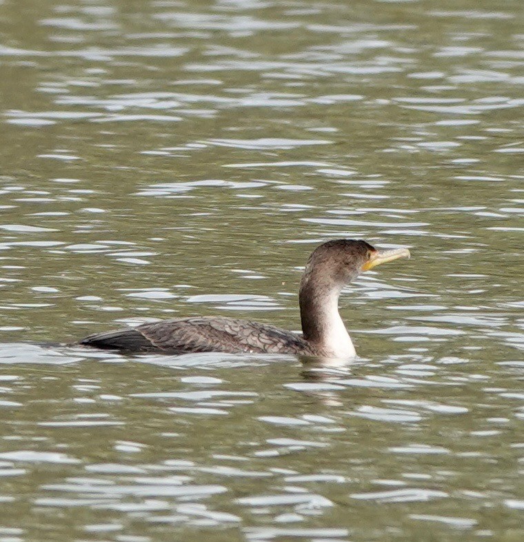 Double-crested Cormorant - ML438356451