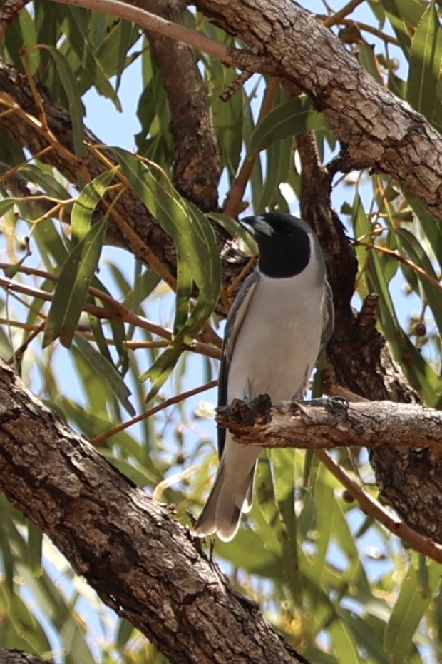 Masked Woodswallow - ML438357181