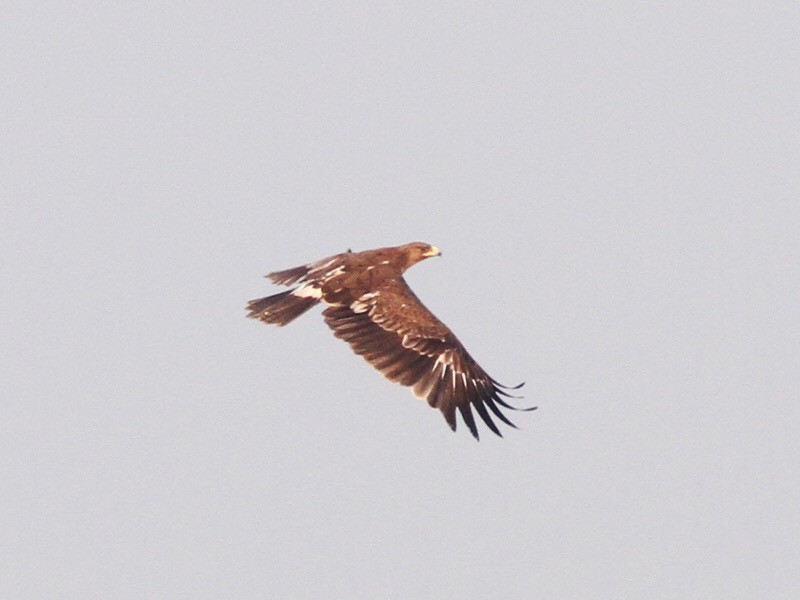 Indian Spotted Eagle - ML43835731