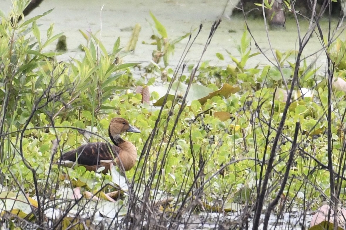 Fulvous Whistling-Duck - ML438357401