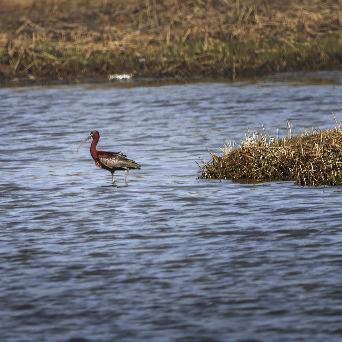 Glossy Ibis - Michael  Lovejoy