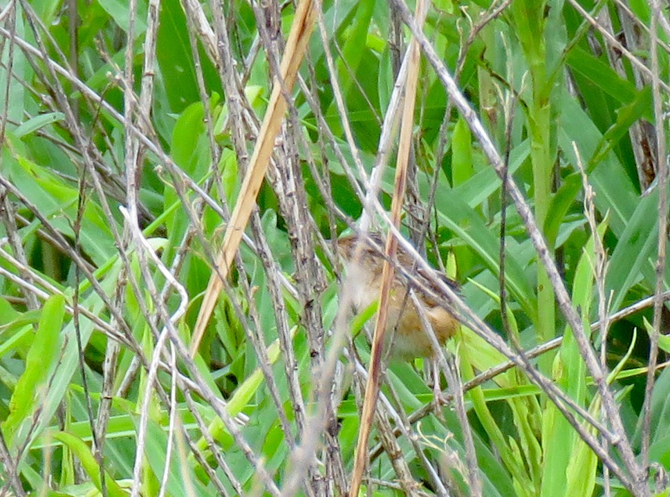 Sedge Wren - ML438360361