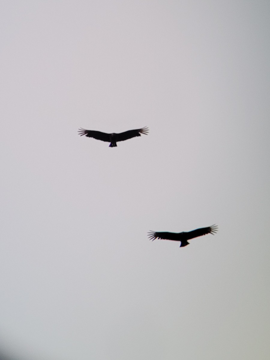 Black Vulture - ML438362371