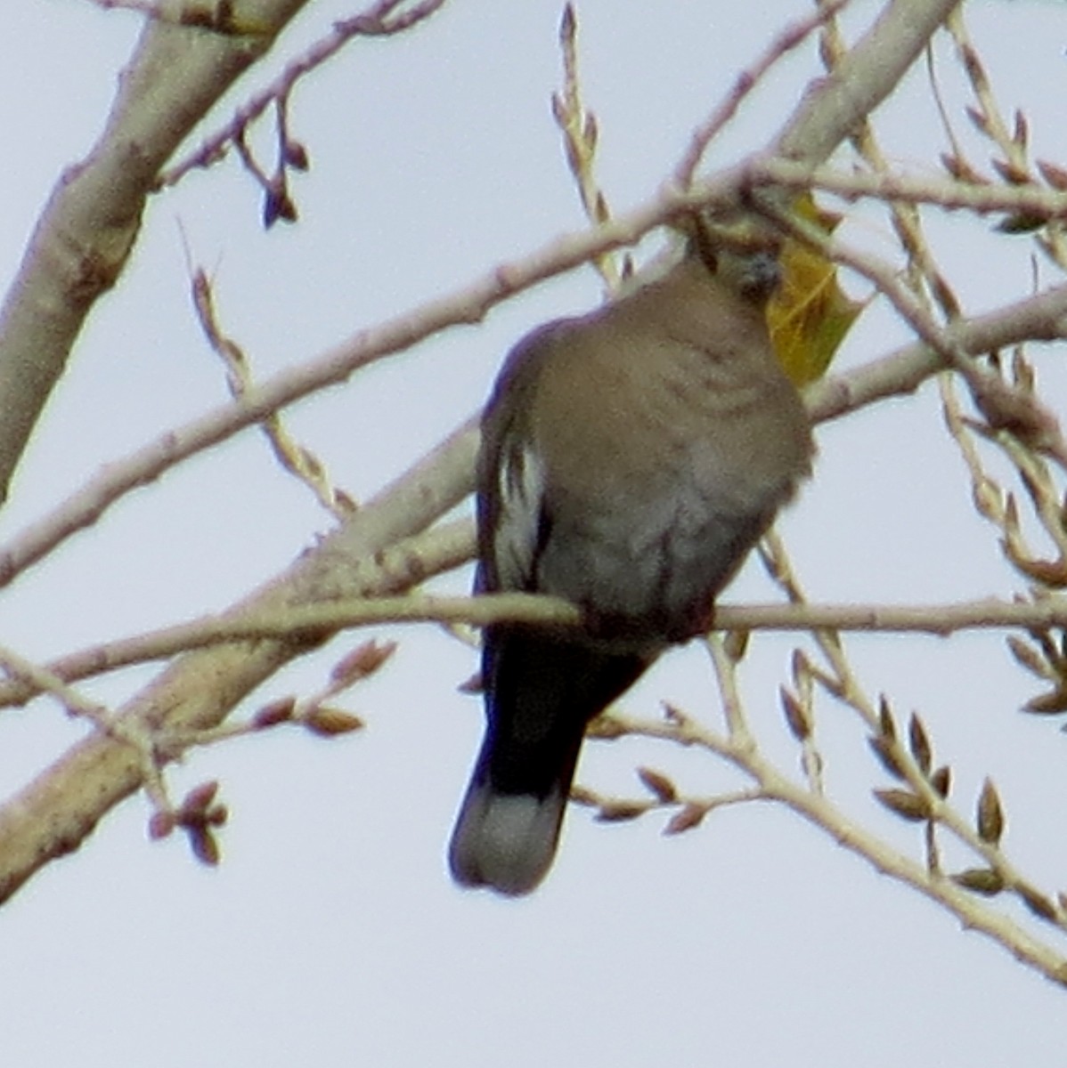 White-winged Dove - ML43836241