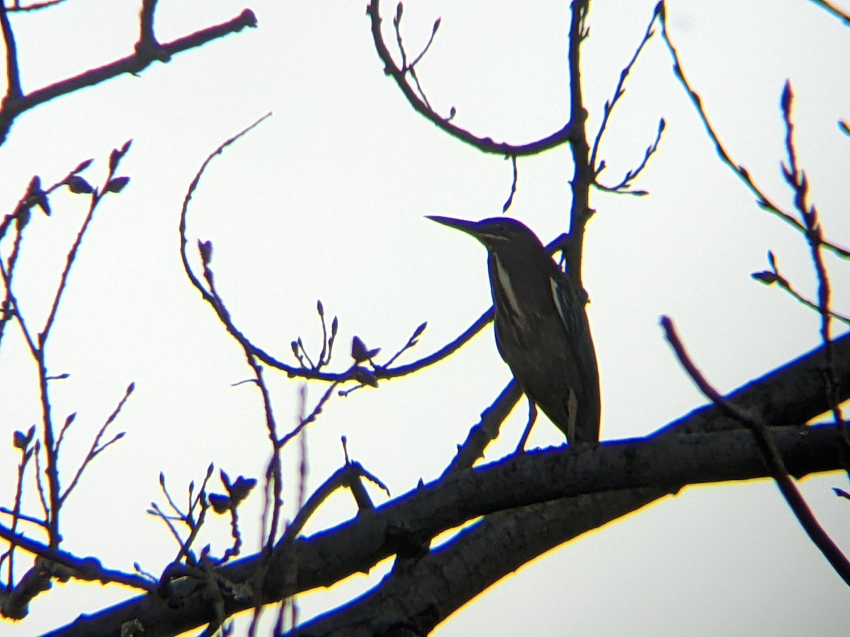 Green Heron - ML438365401