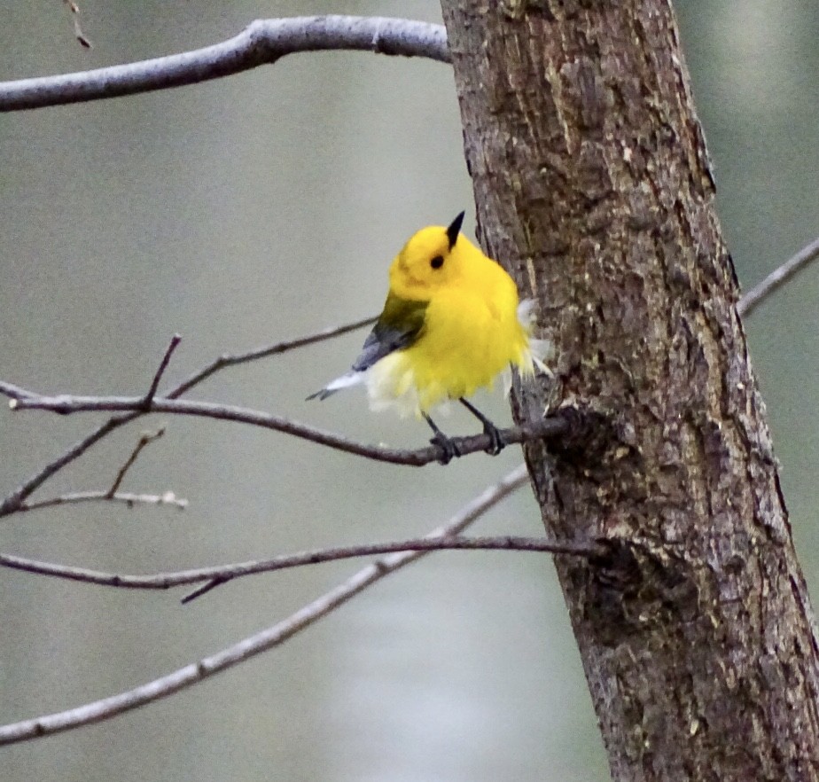 Prothonotary Warbler - ML438366061