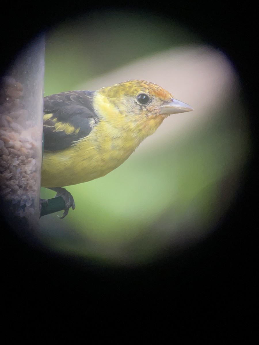 Western Tanager - ML438366311