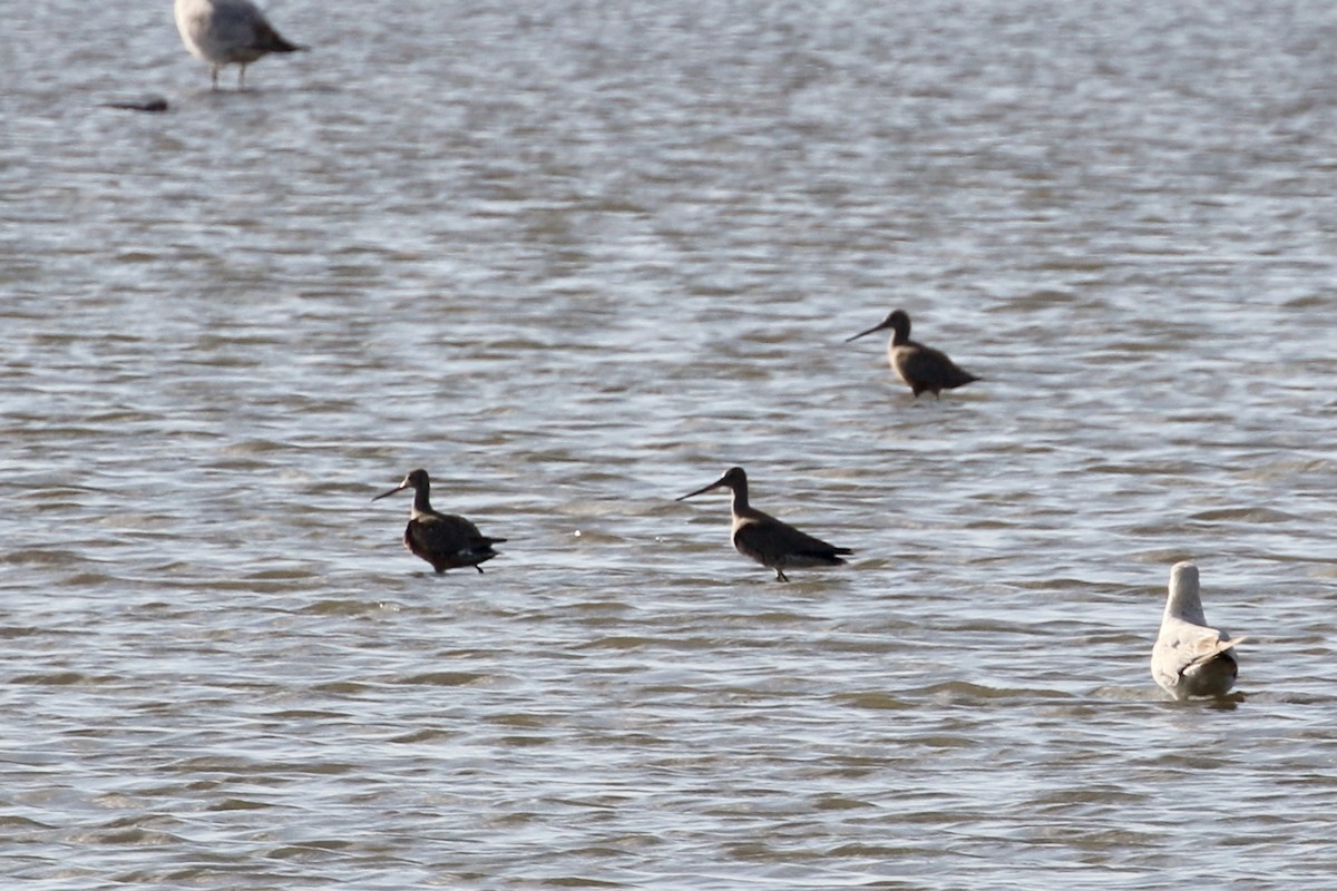 Hudsonian Godwit - ML438366651