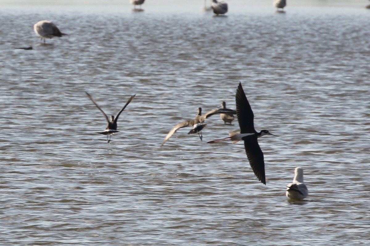 Hudsonian Godwit - Dan Gesualdo