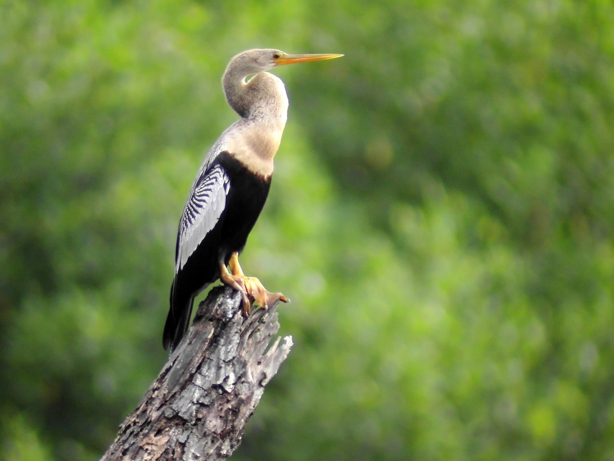 anhinga americká - ML43836761