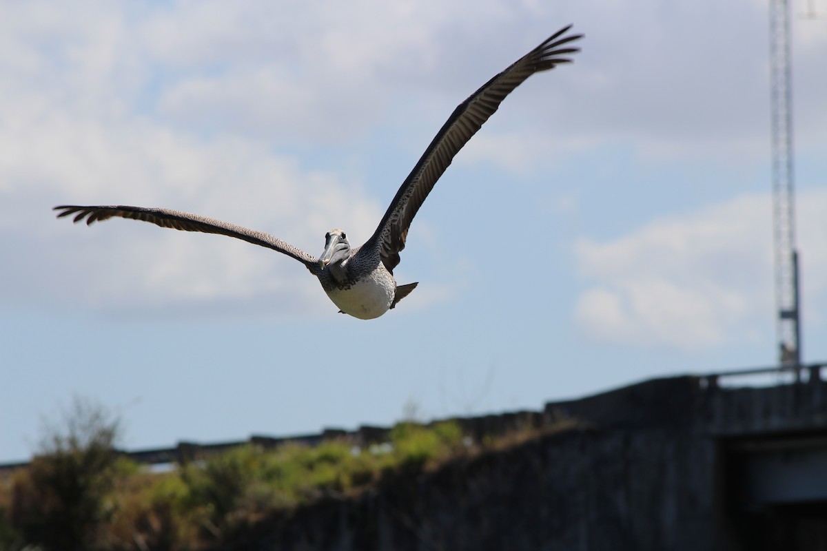 Brown Pelican - Mike Mattinson