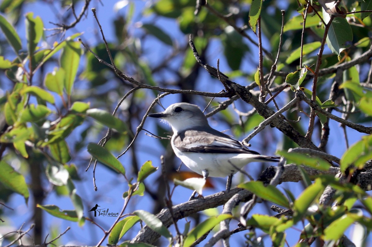 White-rumped Monjita - ML438368521