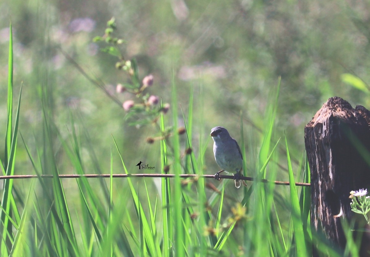 Plumbeous Seedeater - ML438368581