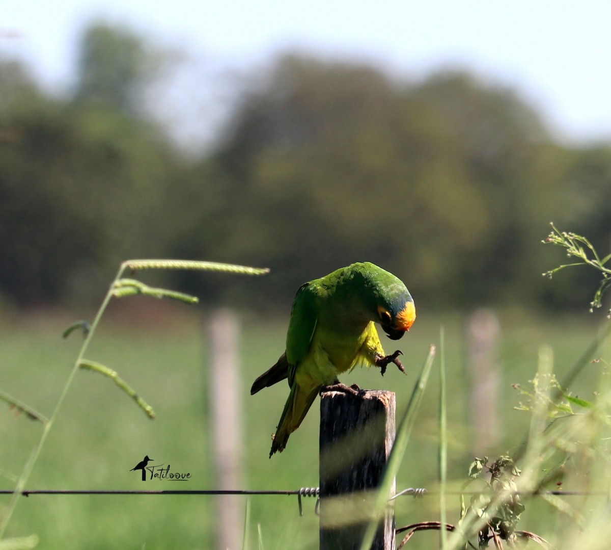 Peach-fronted Parakeet - ML438368661