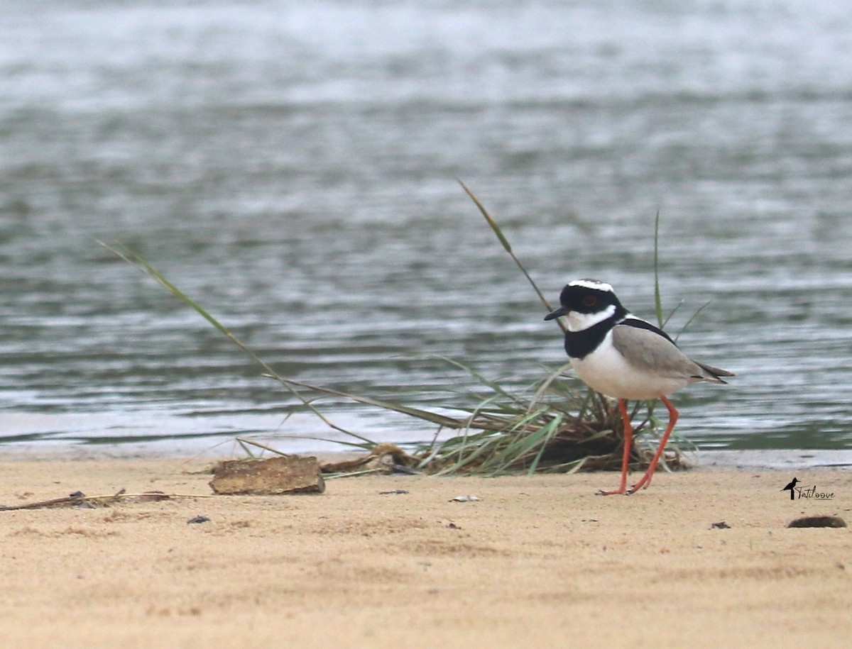 Pied Plover - ML438369461