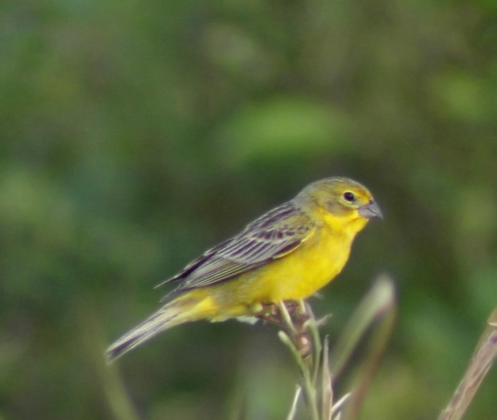 Grassland Yellow-Finch - ML43837011