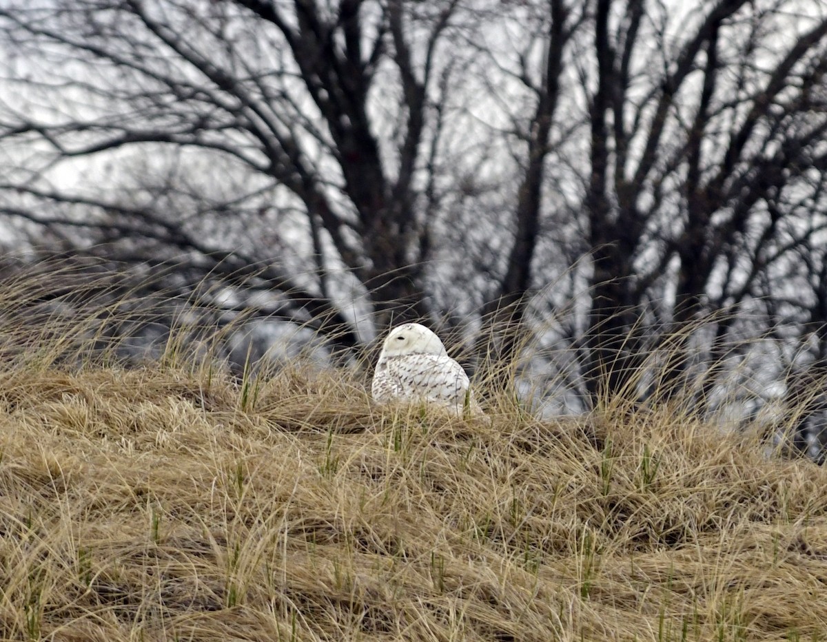 Snowy Owl - Steve Bennett