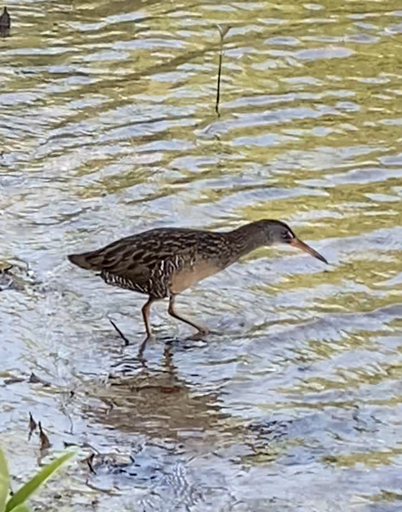 Clapper Rail - ML438373241