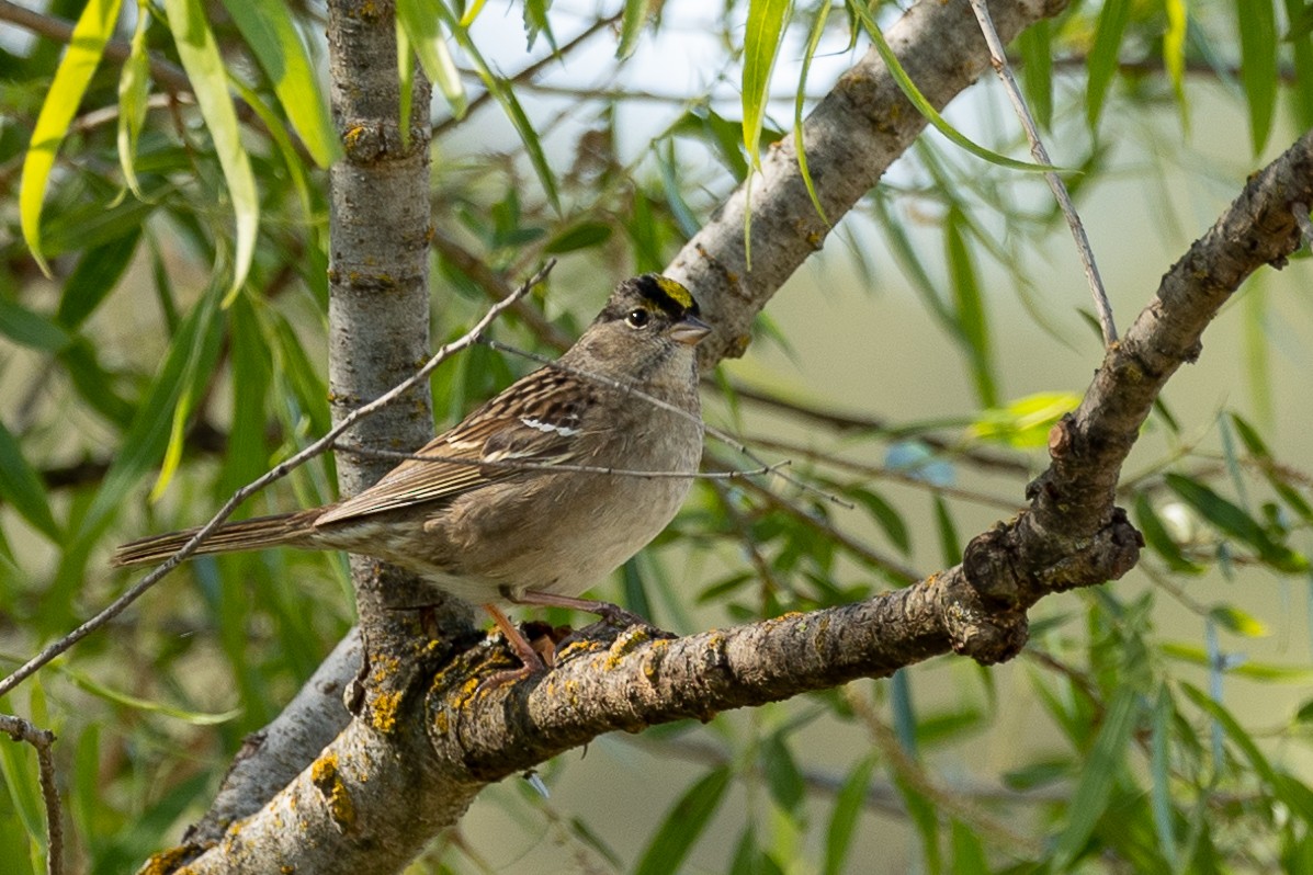 Golden-crowned Sparrow - ML438373611