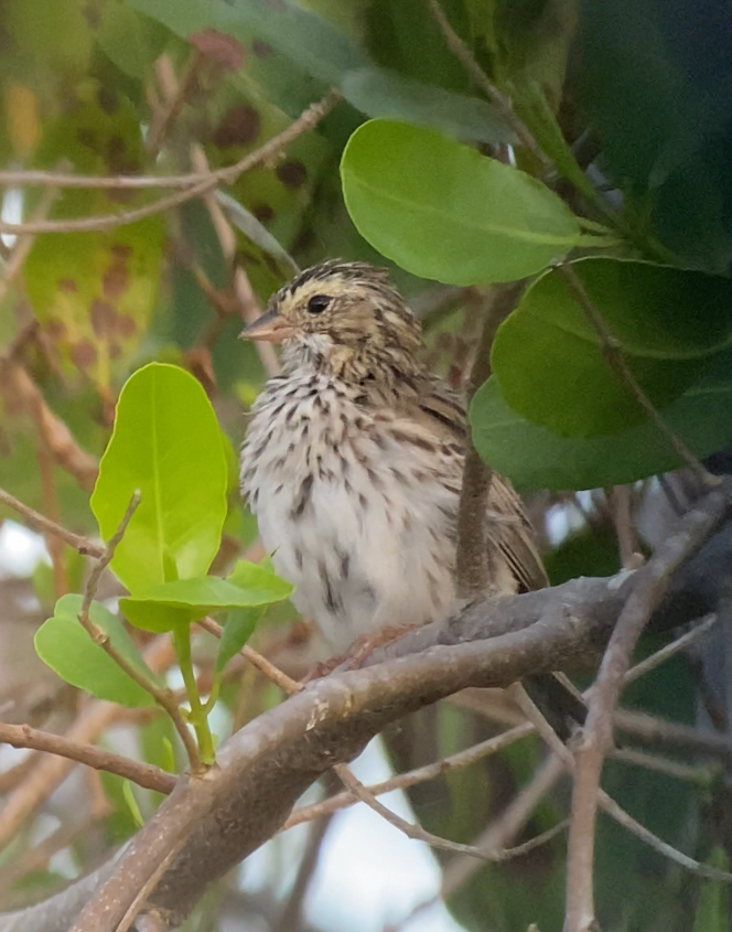 Savannah Sparrow - ML438373991