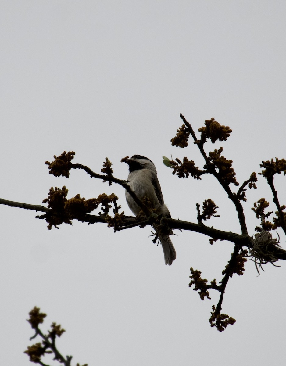 Carolina Chickadee - Danny Wyatt