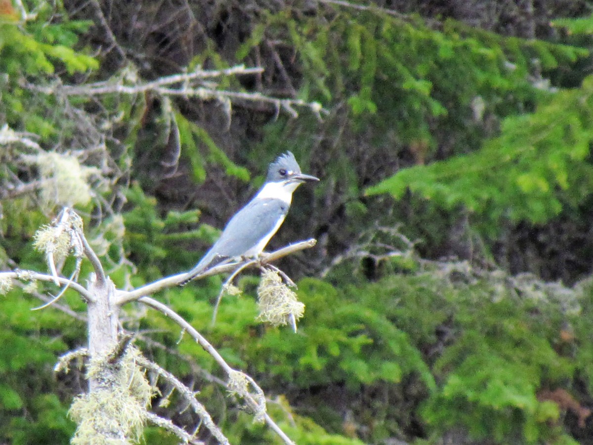 Belted Kingfisher - Michel Turcot